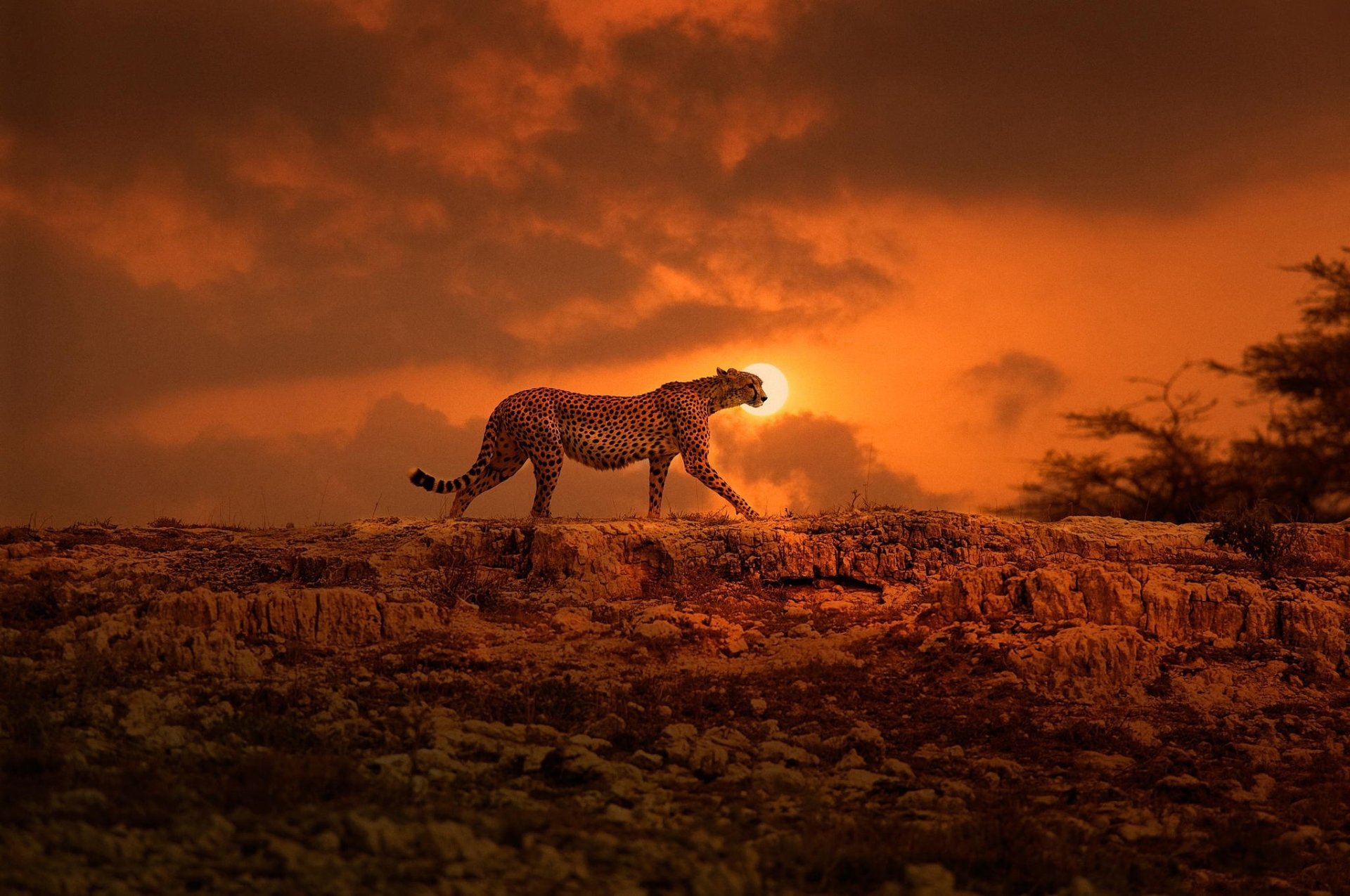 Majestic Cheetah at Sunset HD Wallpaper