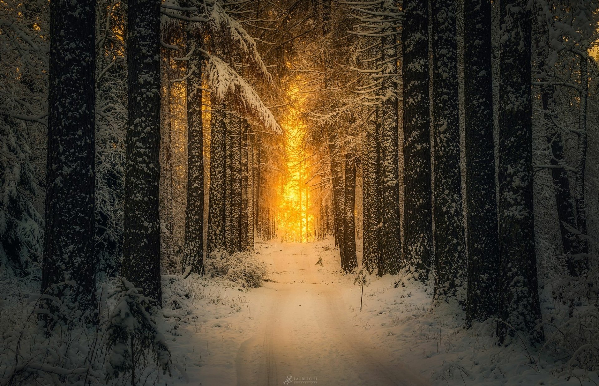 HD desktop wallpaper showing a snowy winter forest at sunset, with tall trees lining a snow-covered path illuminated by warm golden light.