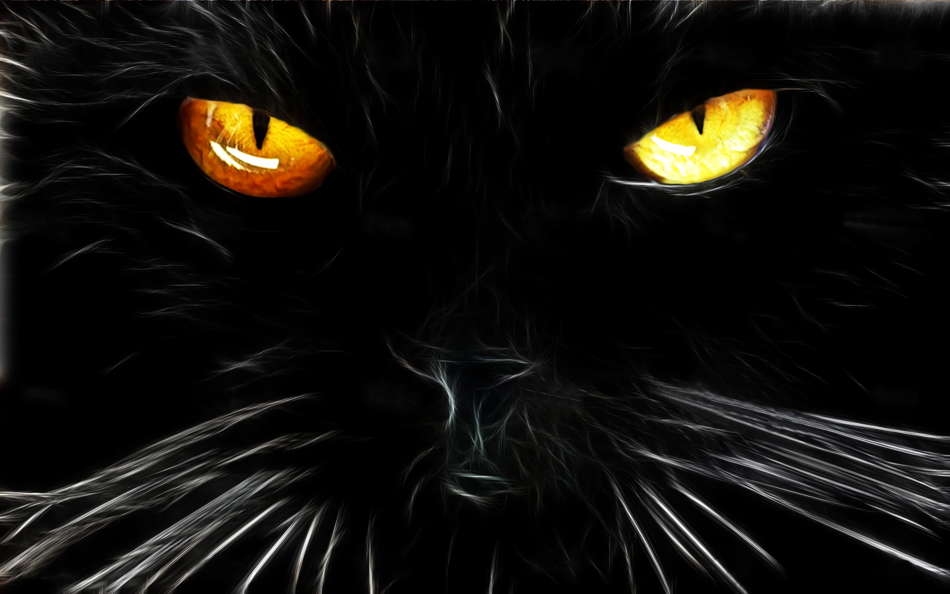 Black Cat