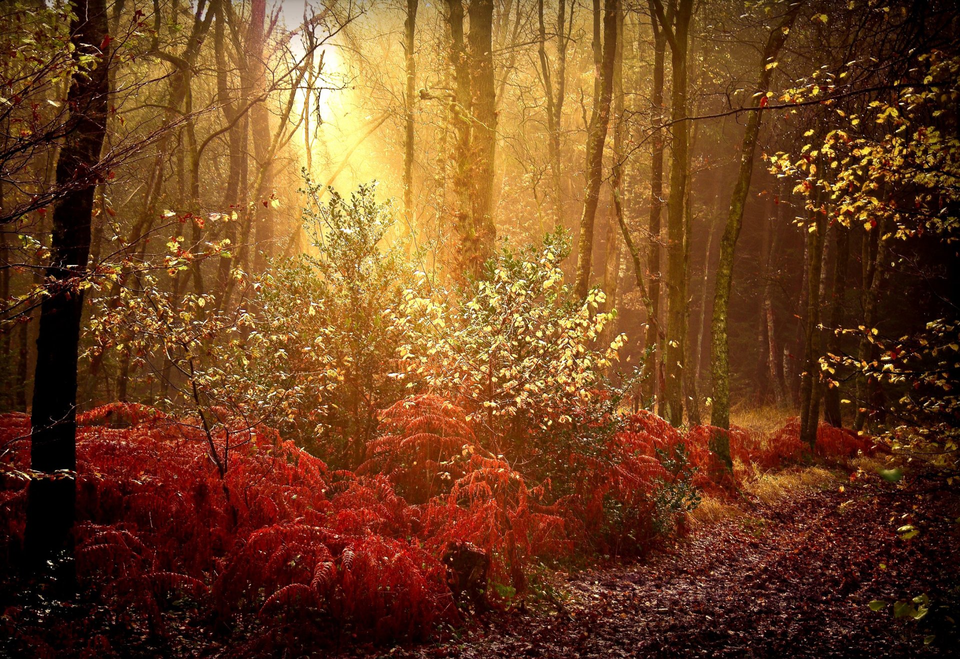 Sunlight in Autumn Forest