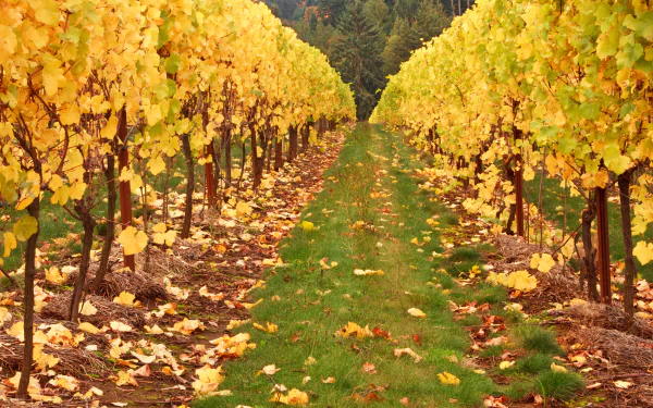 A 4K Ultra HD image of a vineyard in fall, showcasing rows of grapevines with vibrant yellow leaves and a grassy path in the center, blending nature and man-made elements.