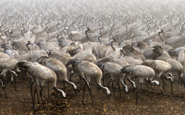  Common Crane (grus grus)