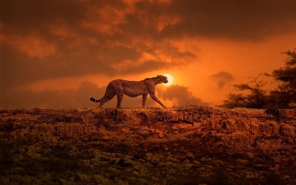 Animal Cheetah Cats Sunset HD Wallpaper | Background Image