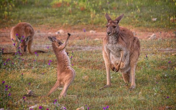 Animal Kangaroo Baby Animal HD Wallpaper | Background Image