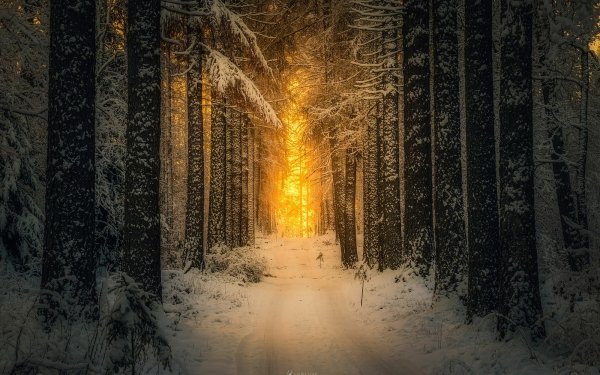 Nature Winter Forest Tree Snow Sunset HD Wallpaper | Background Image