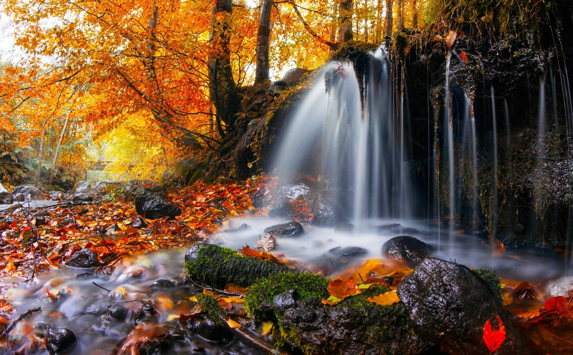 Download Tree Fall Forest Nature Waterfall HD Wallpaper by Adrian Borda