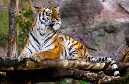 zoo Animal tiger HD Desktop Wallpaper | Background Image