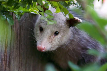 Animal opossum HD Desktop Wallpaper | Background Image