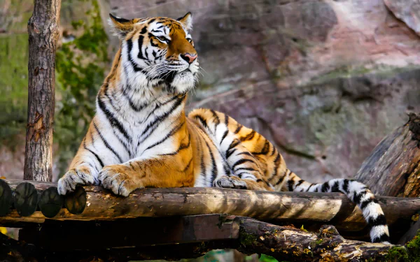 zoo Animal tiger HD Desktop Wallpaper | Background Image