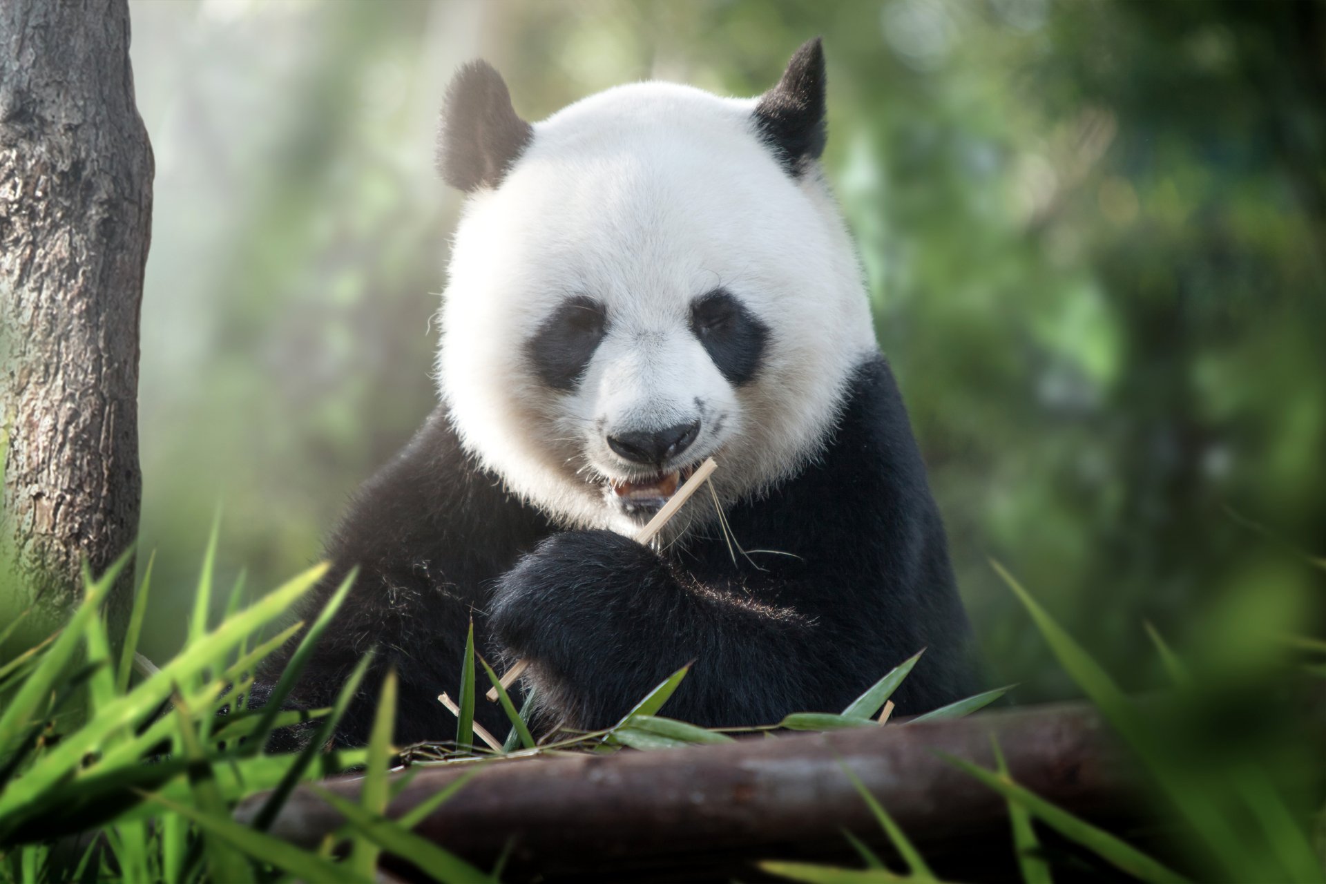 HD PC desktop wallpaper featuring a close-up of a panda eating bamboo in a lush, green natural setting.