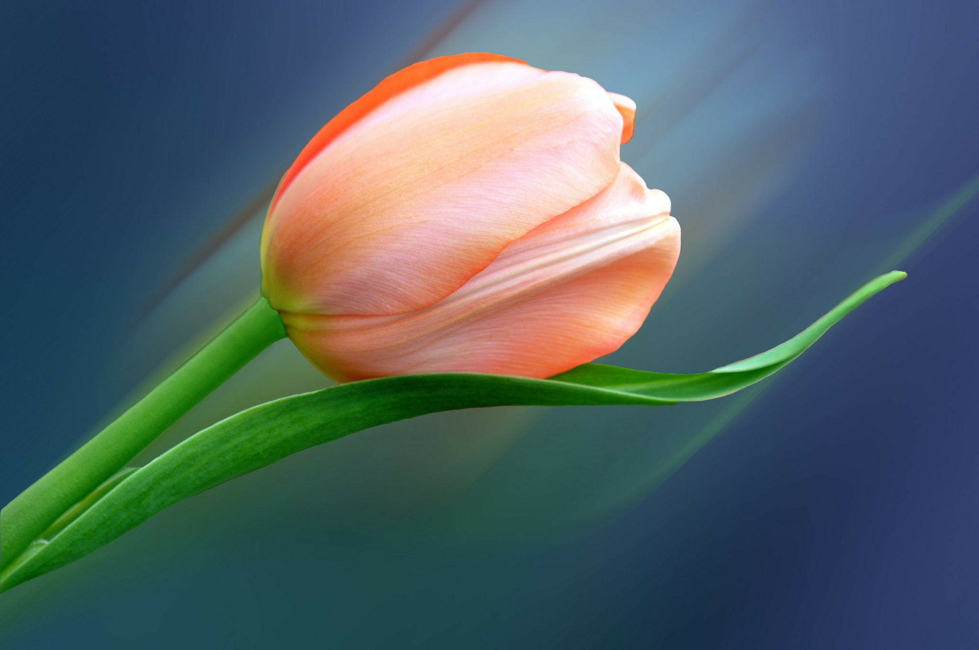 Nature Tulip HD Wallpaper