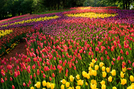 red flower purple flower nature yellow flower flower tulip HD Desktop Wallpaper | Background Image