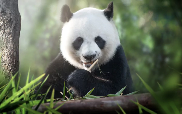 HD PC desktop wallpaper featuring a close-up of a panda eating bamboo in a lush, green natural setting.