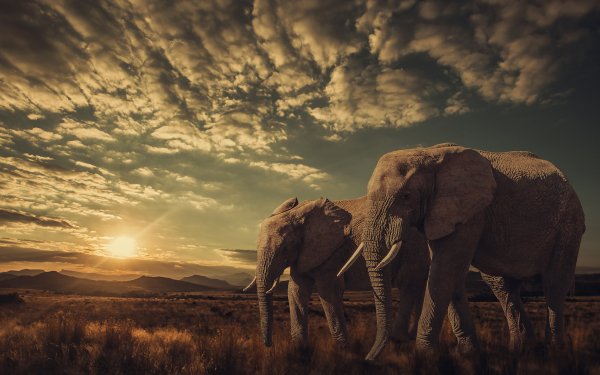 Animal African bush elephant Elephants Savannah Sky Sunrise Landscape HD Wallpaper | Background Image
