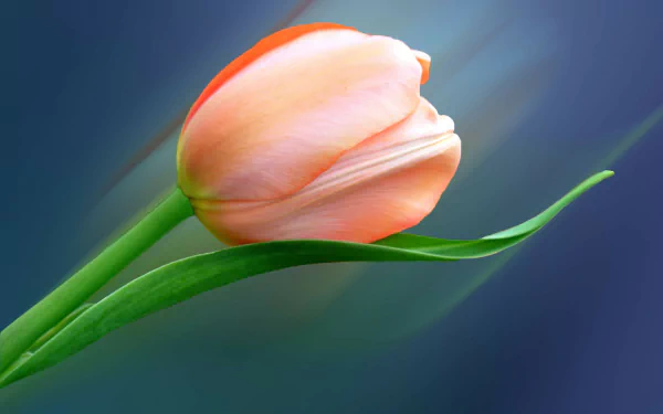 peach flower flower nature tulip HD Desktop Wallpaper | Background Image