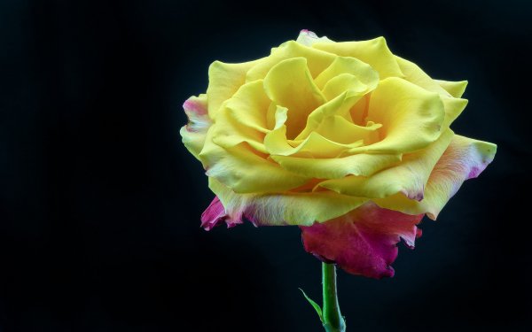 Nature Rose Flowers Flower Yellow Rose Yellow Flower HD Wallpaper | Background Image