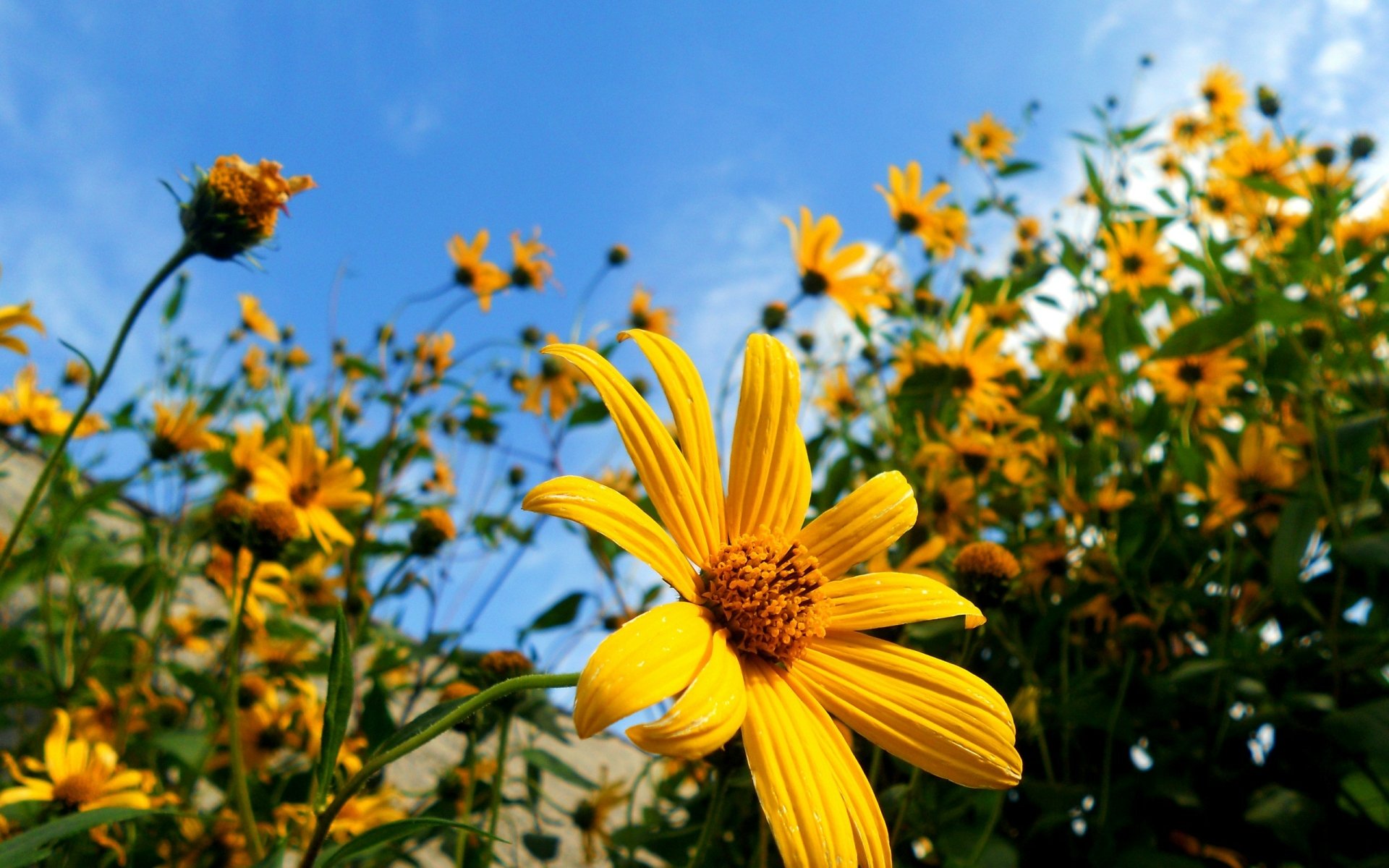 Yellow Daisies