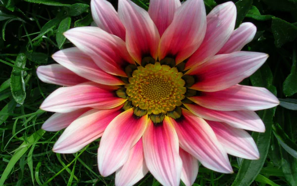 Close-up of a pink gazania flower with a yellow center and green foliage — HD PC desktop wallpaper background.