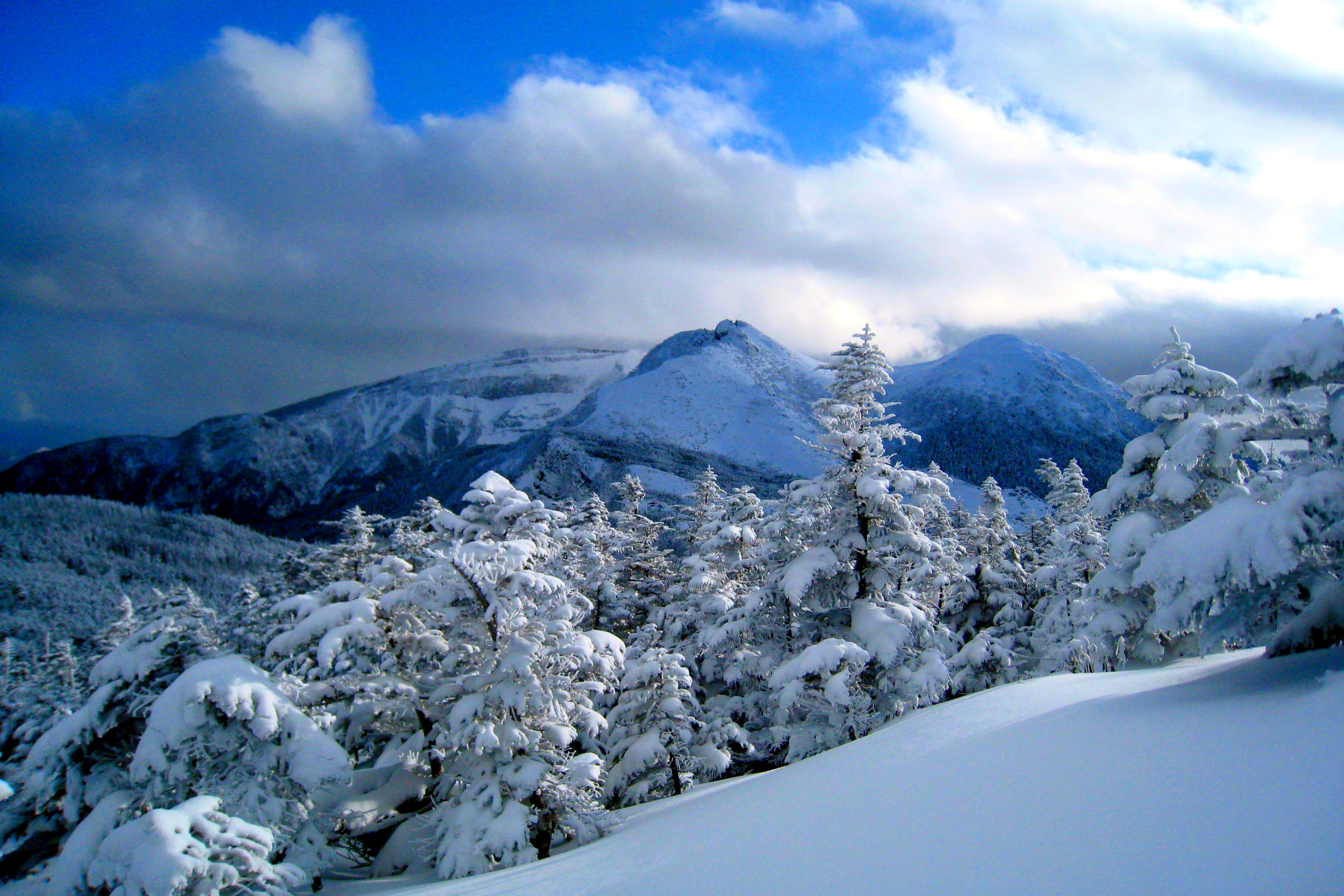 Download Forest Tree Snow Mountain Nature Winter HD Wallpaper