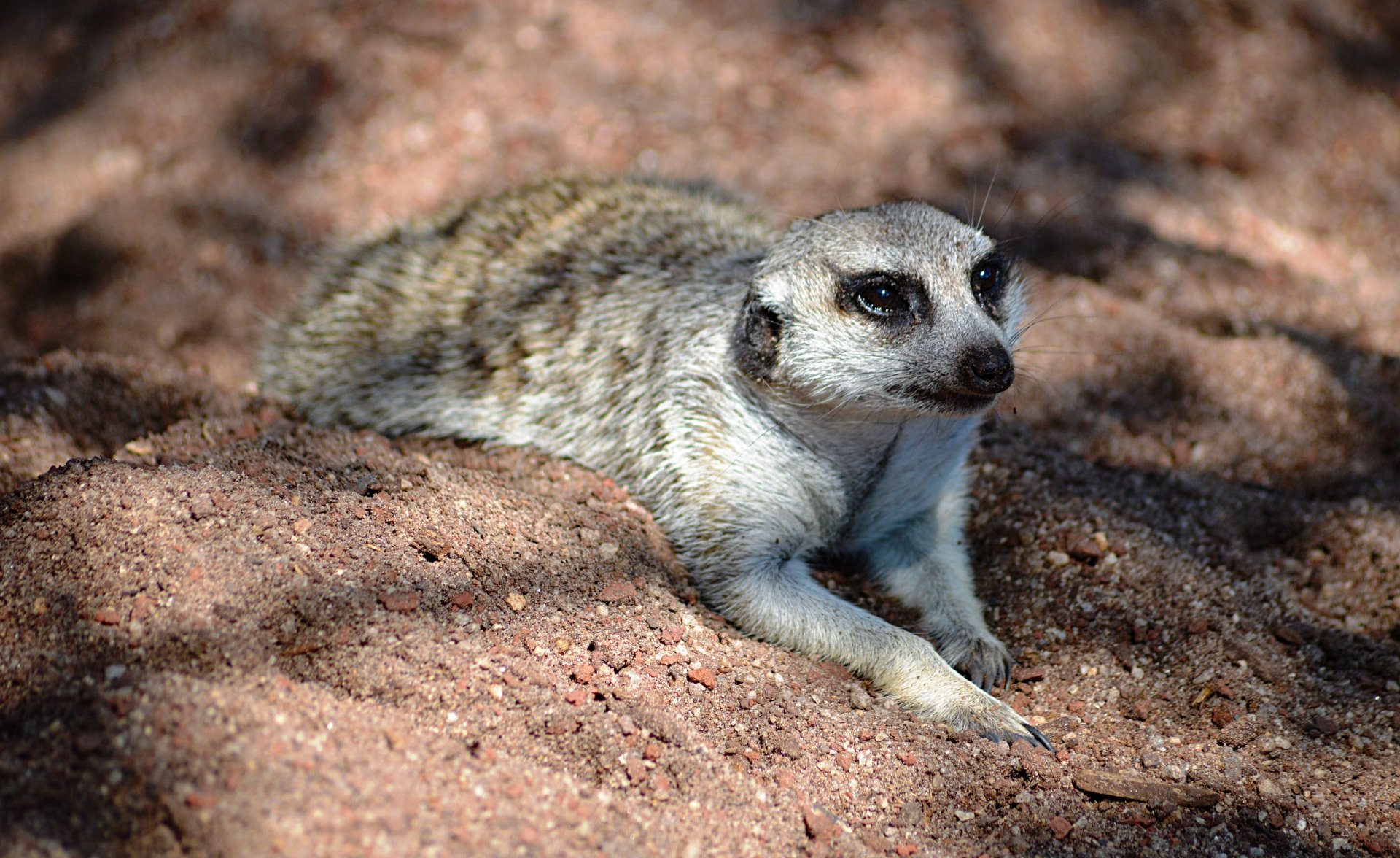 Download Sand Animal Meerkat 4k Ultra HD Wallpaper