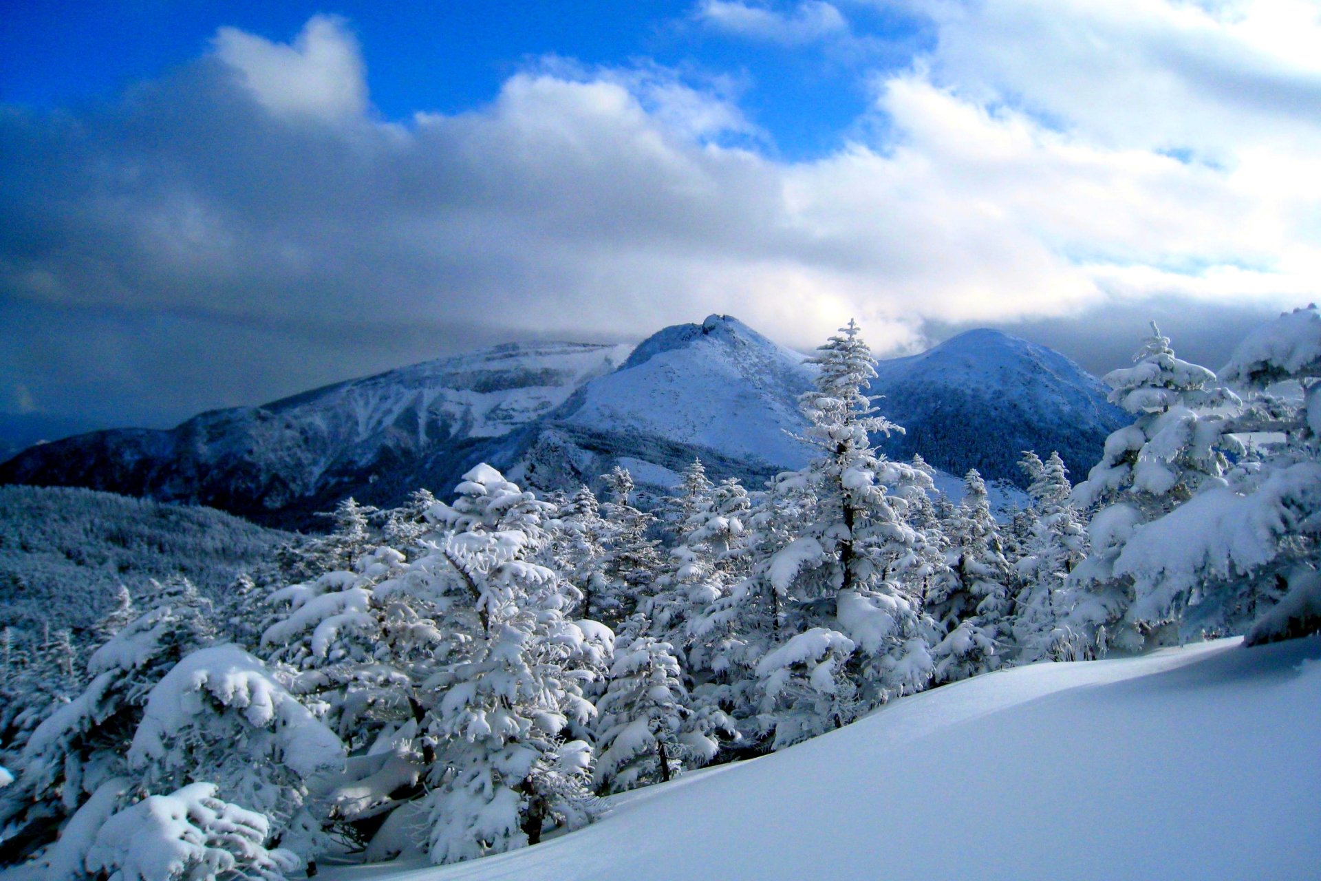 Download Forest Tree Snow Mountain Nature Winter Snowy Mountain HD ...