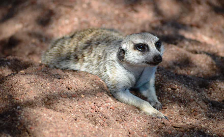 sand Animal meerkat HD Desktop Wallpaper | Background Image