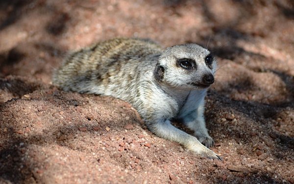 Meerkat HD Wallpaper | Background Image | 2560x1600 | ID:102684