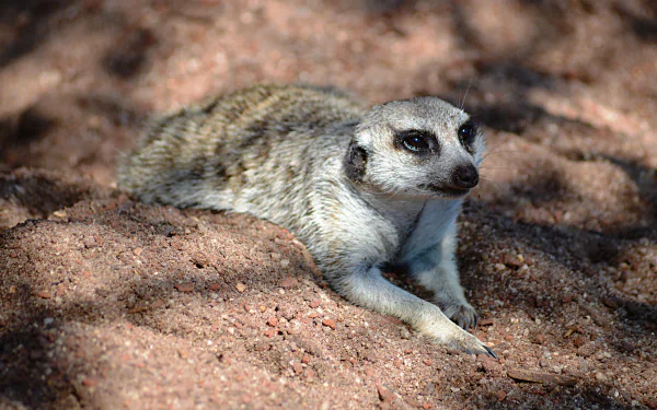 sand Animal meerkat HD Desktop Wallpaper | Background Image