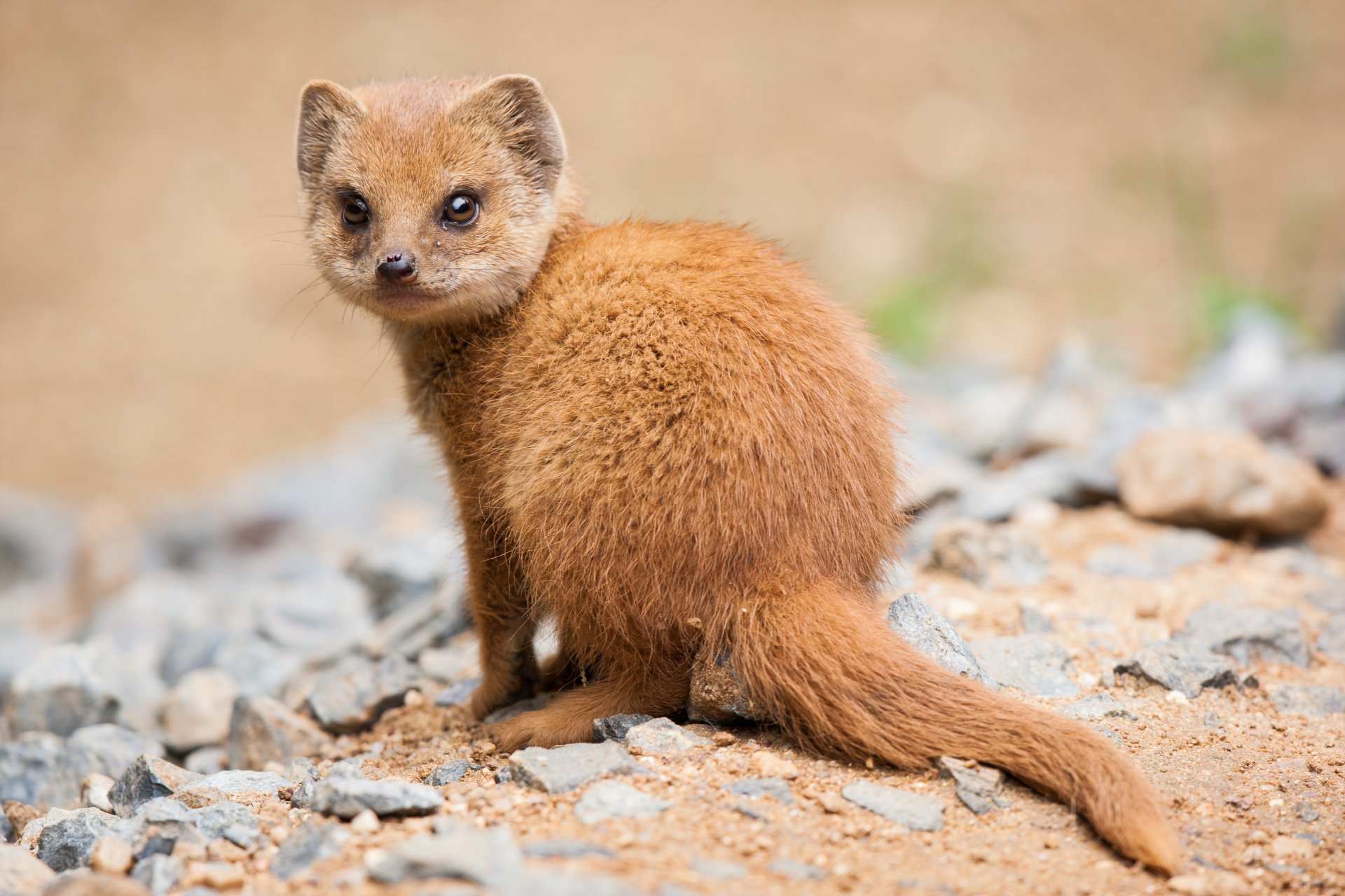 Download Animal Mongoose 4k Ultra HD Wallpaper