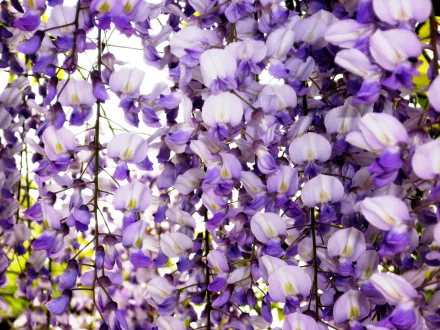  Flowers on Vine
