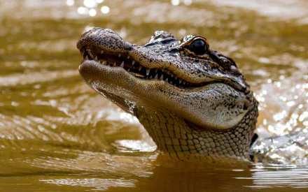 Animal alligator HD Desktop Wallpaper | Background Image