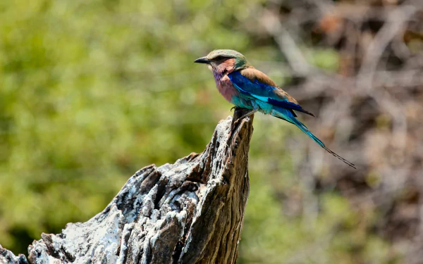  Lilac-breasted Roller (coracias caudatus)