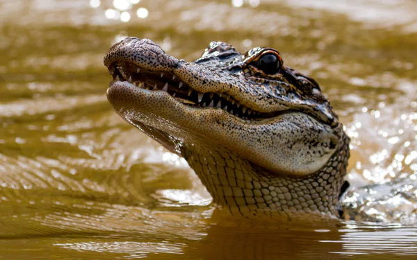 HD PC desktop wallpaper featuring a close-up of an alligator partially submerged in muddy water.