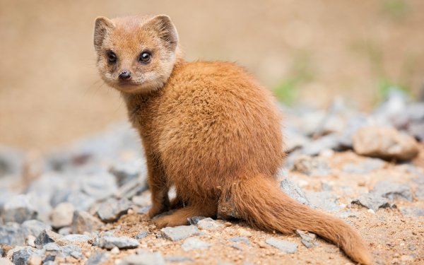 mongoose hd