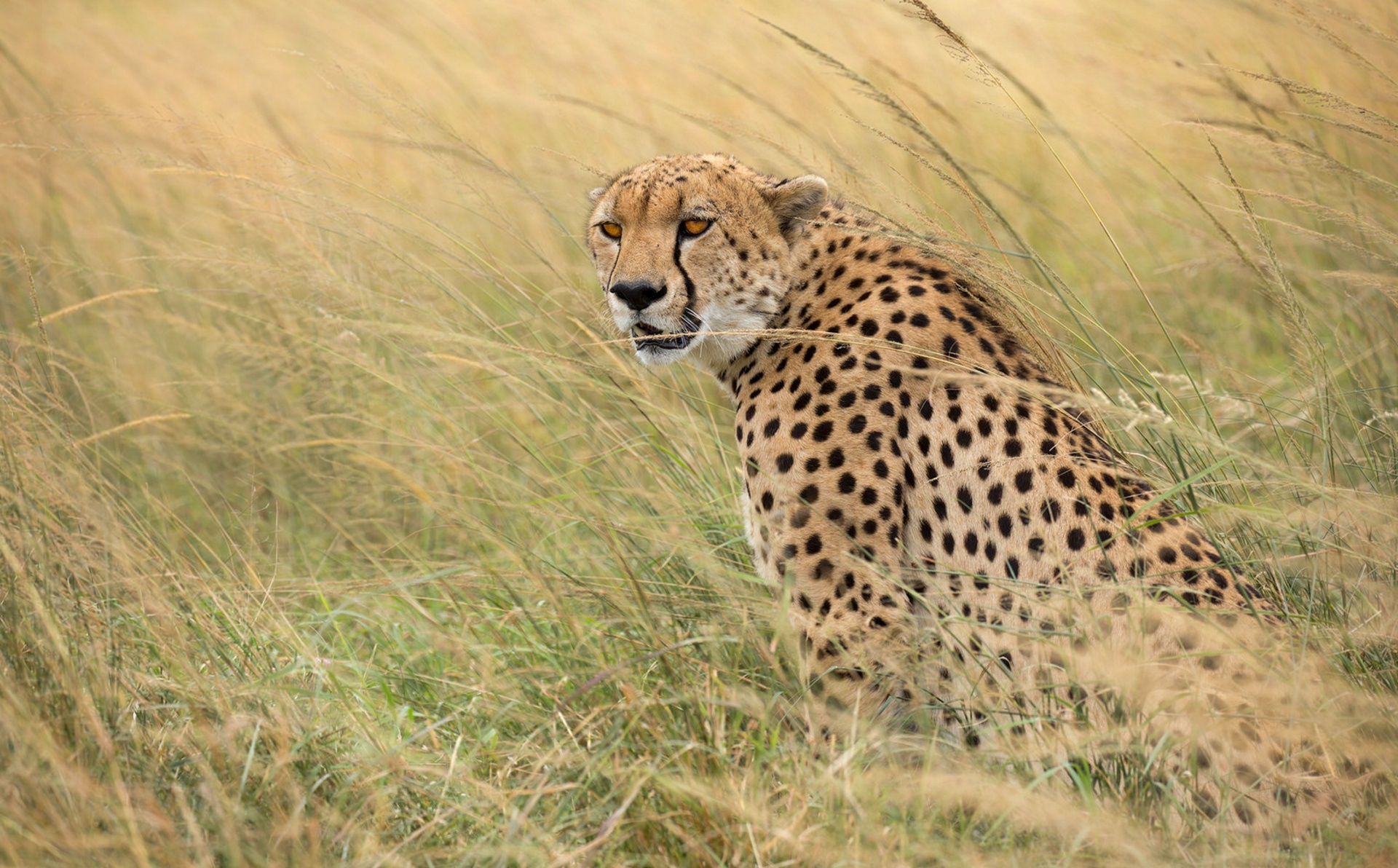 Cheetah HD Wallpaper