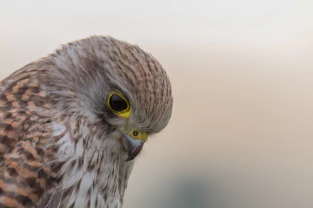 bird of prey bird Animal kestrel HD Desktop Wallpaper | Background Image