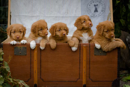 Five adorable Nova Scotia Duck Tolling Retriever puppies resting on a wooden chest, captured in a high-definition desktop wallpaper.
