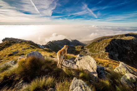 A dog stands on a rocky mountain ridge in the Italian Alps, looking out over a sea of clouds. The clear blue sky enhances this HD desktop wallpaper and background.