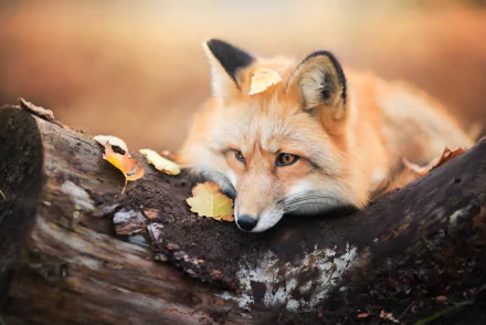 HD desktop wallpaper and background featuring a serene fox resting on a log, surrounded by autumn leaves.