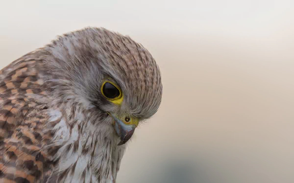 bird of prey bird Animal kestrel HD Desktop Wallpaper | Background Image