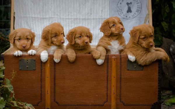 Five adorable Nova Scotia Duck Tolling Retriever puppies resting on a wooden chest, captured in a high-definition desktop wallpaper.