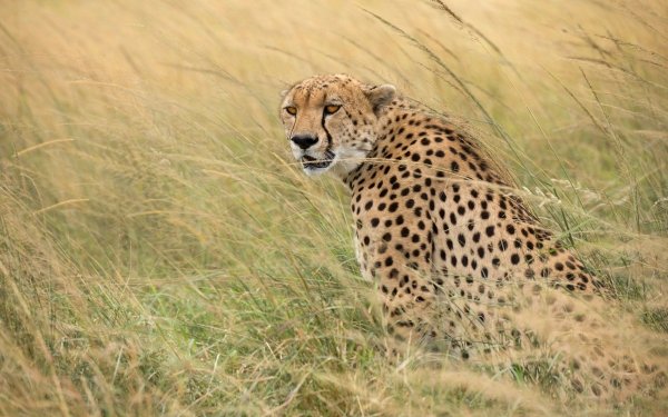 Animal Cheetah Cats Grass HD Wallpaper | Background Image