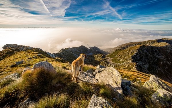 Animal Dog Dogs Mountain Cloud Alps Italy HD Wallpaper | Background Image