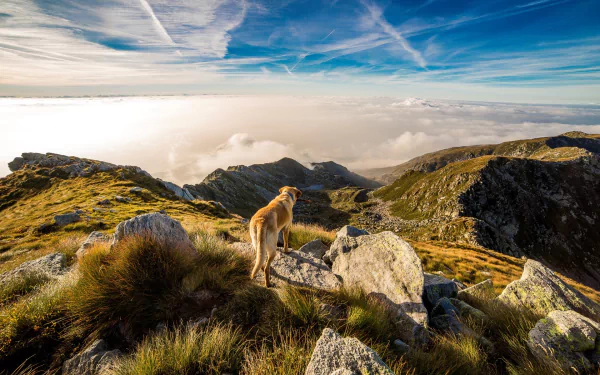A dog stands on a rocky mountain ridge in the Italian Alps, looking out over a sea of clouds. The clear blue sky enhances this HD desktop wallpaper and background.