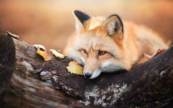 Animal fox HD Desktop Wallpaper | Background Image