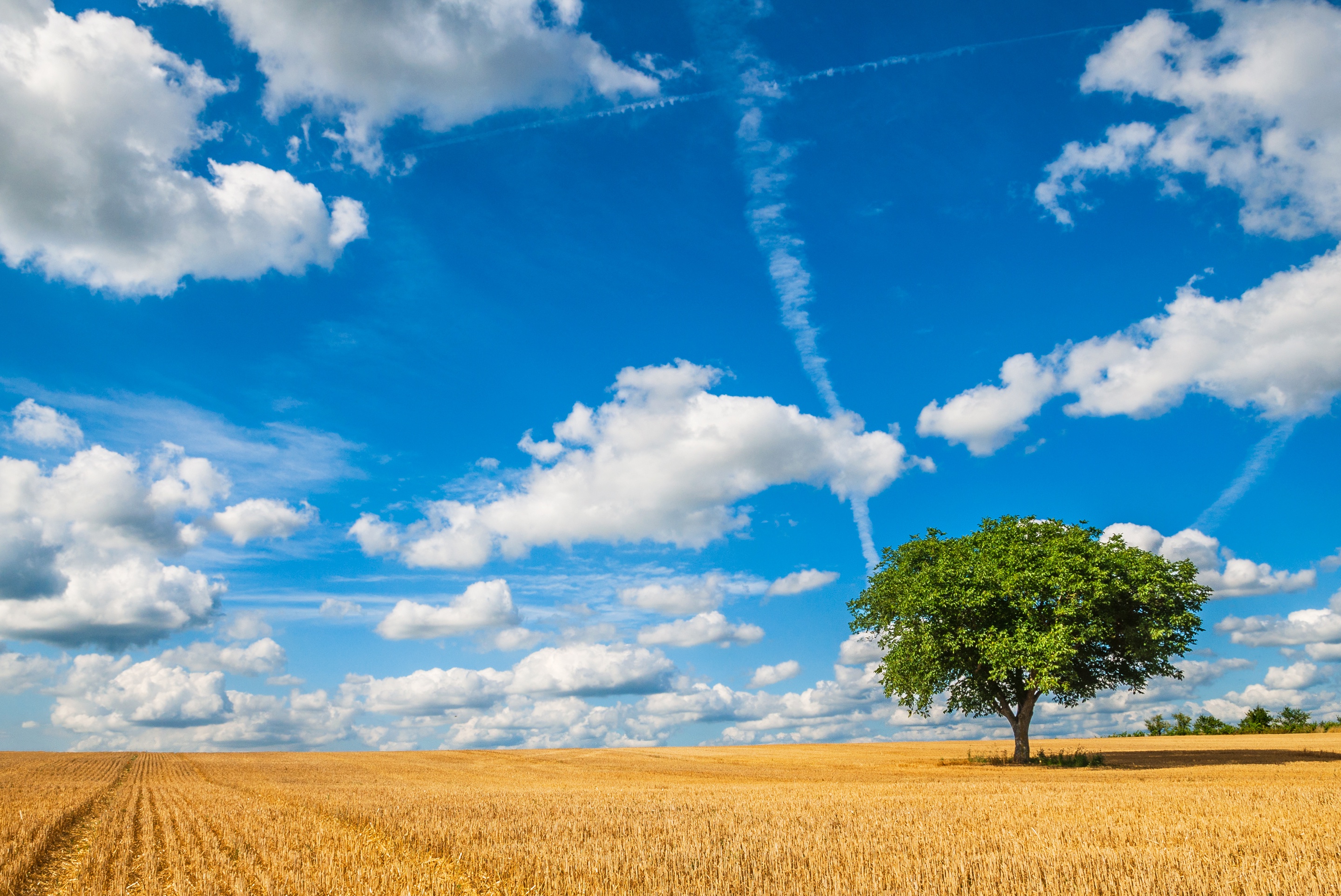 Download Horizon Summer Sunny Lonely Tree Tree Nature Field HD Wallpaper