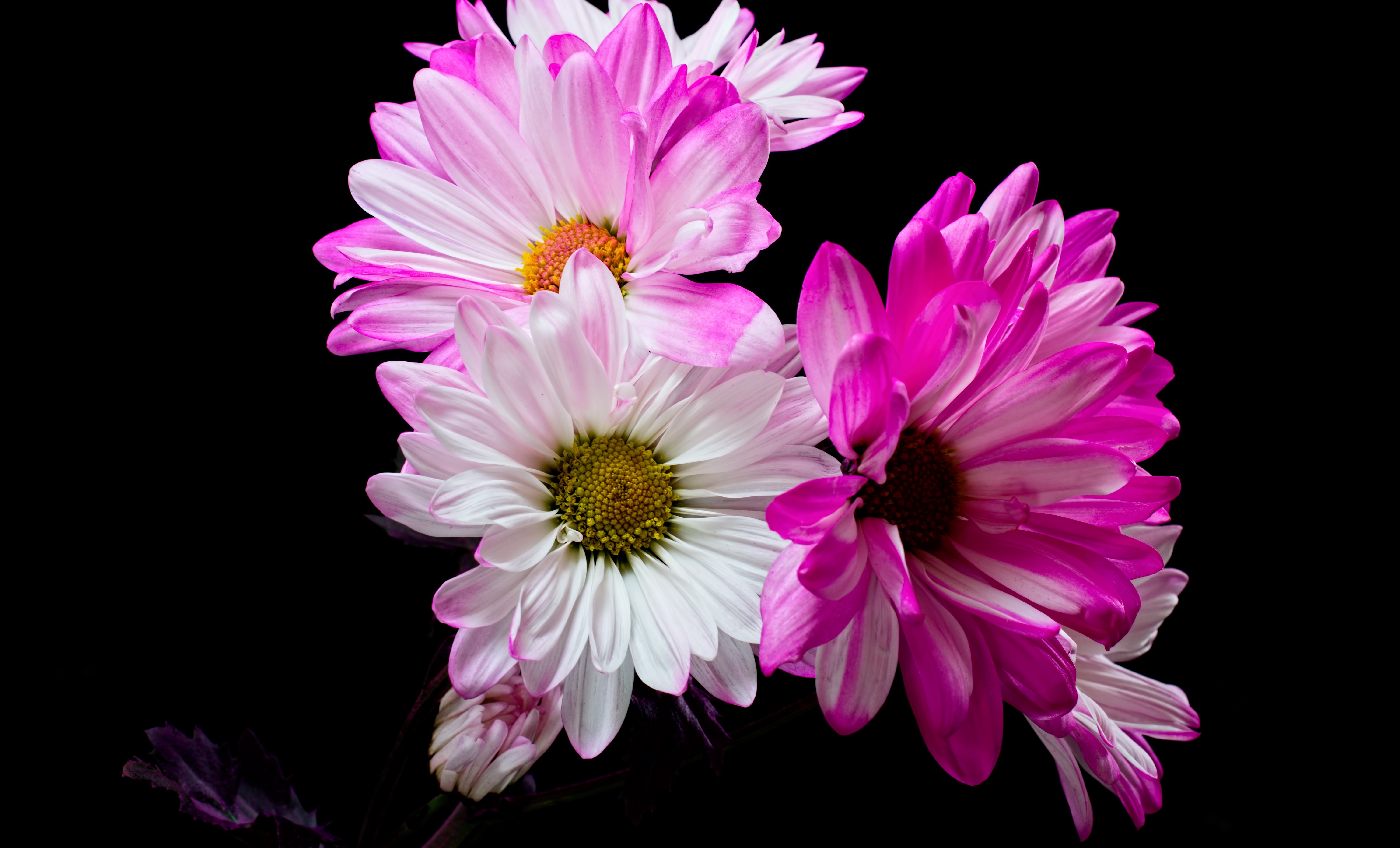 Download Pink Flower White Flower Nature Flower 4k Ultra HD Wallpaper