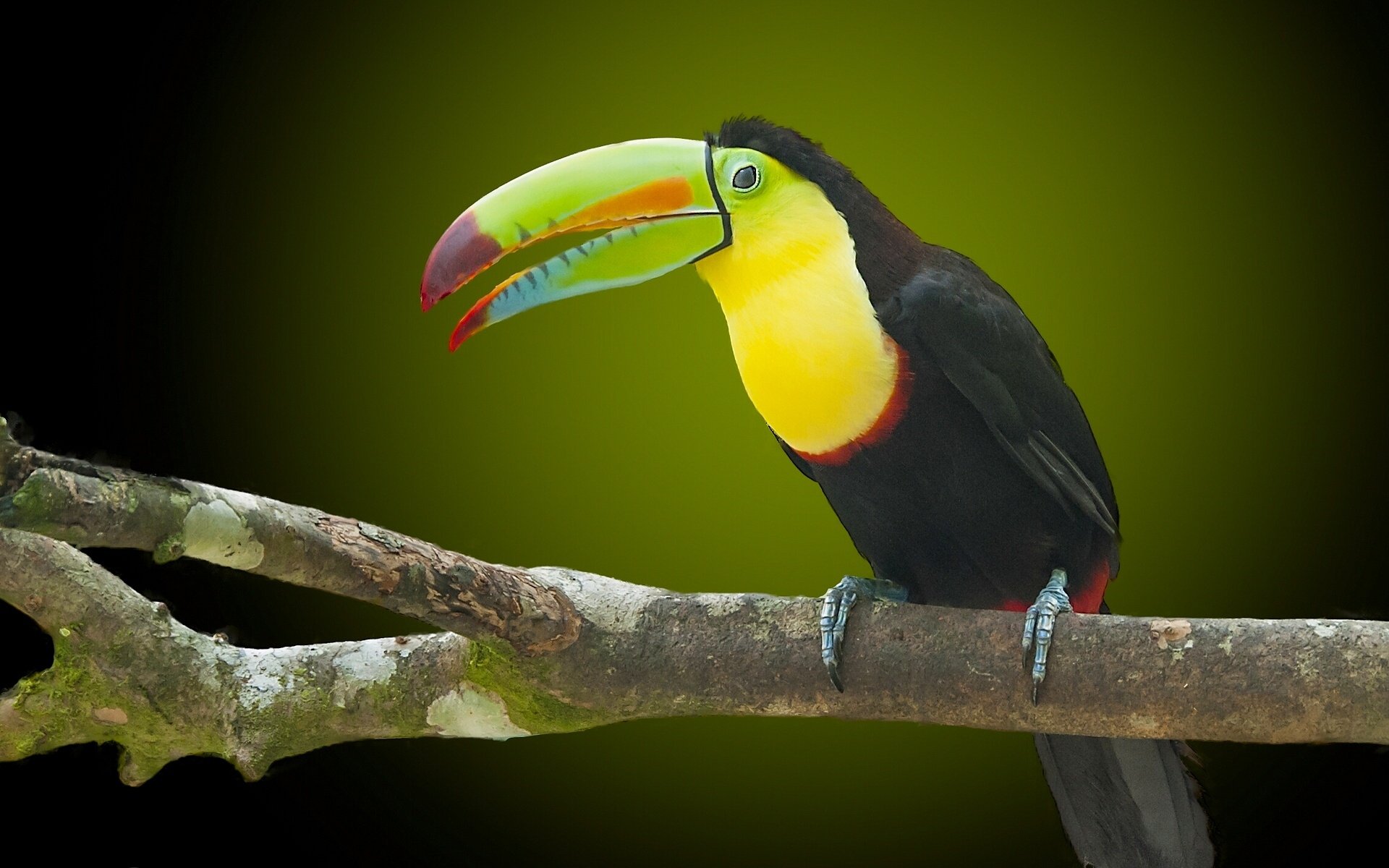 Download Bird Beak Animal Toucan HD Wallpaper