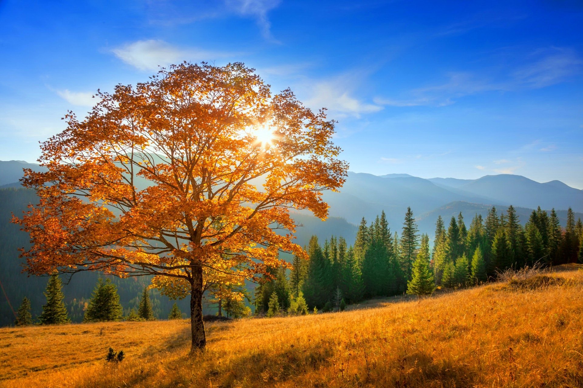 Autumn Tree in the Mountains