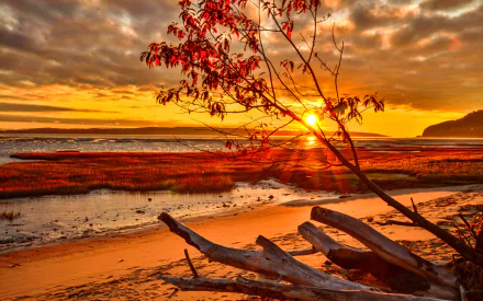 2K Quad HD PC desktop wallpaper: autumn sunset over the ocean with driftwood on a sandy shore, a small tree with red leaves silhouetted against golden sky and reflective tidal pools.